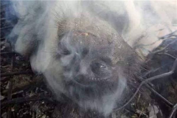 世上10道最残忍恶心的名菜 活吃章鱼和三吱儿上榜让人恶心