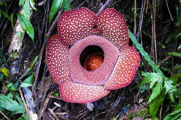 世界十大危险的植物 第四会导致心脏麻痹