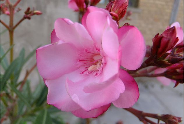 世界十大危险的植物 第四会导致心脏麻痹