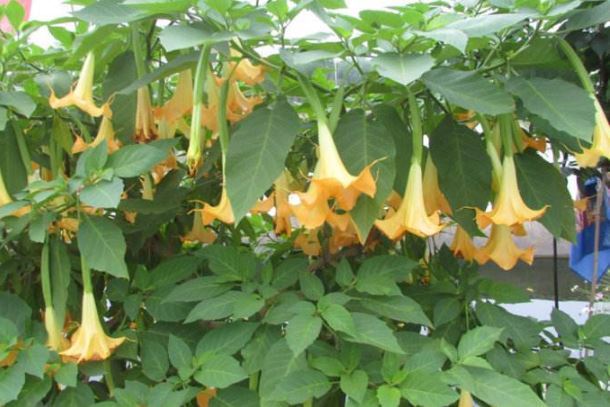 世界十大危险的植物 第四会导致心脏麻痹