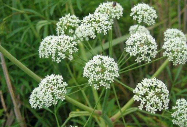 世界十大危险的植物 第四会导致心脏麻痹