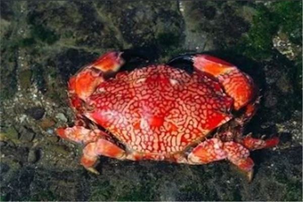 世界十大毒蟹:招潮蟹上榜,它被称为眼镜蛇蟹