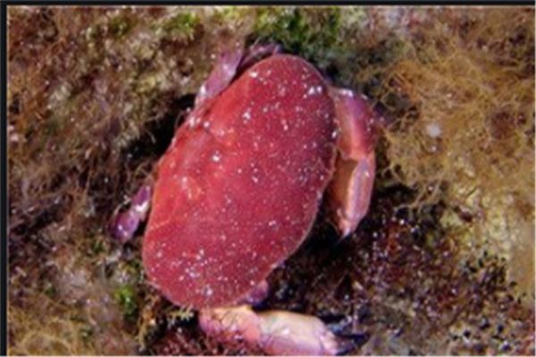 世界十大毒蟹：招潮蟹上榜，它被称为眼镜蛇蟹