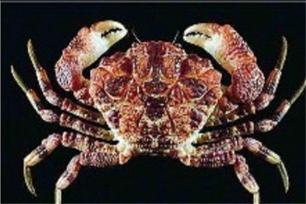 世界十大毒蟹：招潮蟹上榜，它被称为眼镜蛇蟹