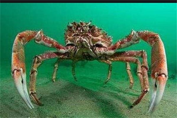 世界十大毒蟹：招潮蟹上榜，它被称为眼镜蛇蟹