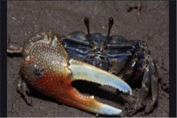 世界十大毒蟹：招潮蟹上榜，它被称为眼镜蛇蟹