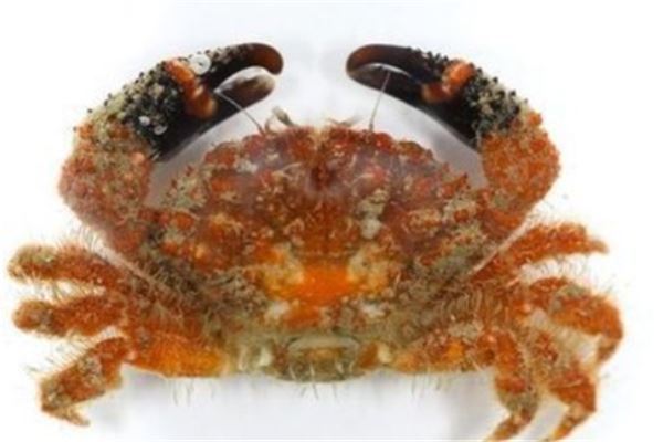 世界十大毒蟹：招潮蟹上榜，它被称为眼镜蛇蟹