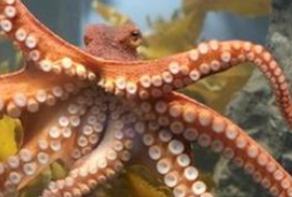 海洋里最小的十大动物排名：露比精灵灯排名第一，豆蟹第三