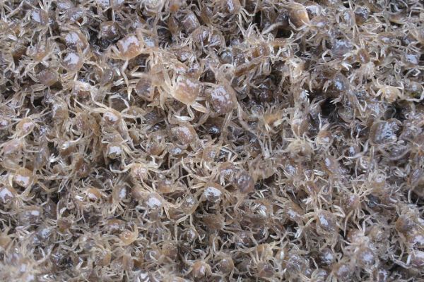 海洋里最小的十大动物排名：露比精灵灯排名第一，豆蟹第三