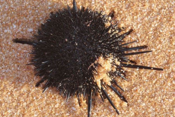 海洋里最小的十大动物排名：露比精灵灯排名第一，豆蟹第三