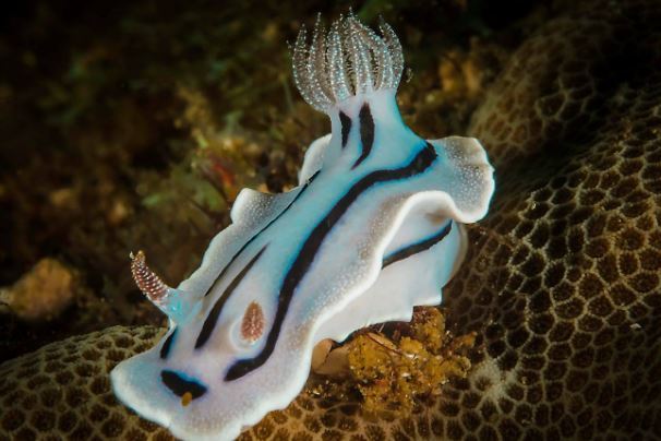 海洋里最小的十大动物排名：露比精灵灯排名第一，豆蟹第三