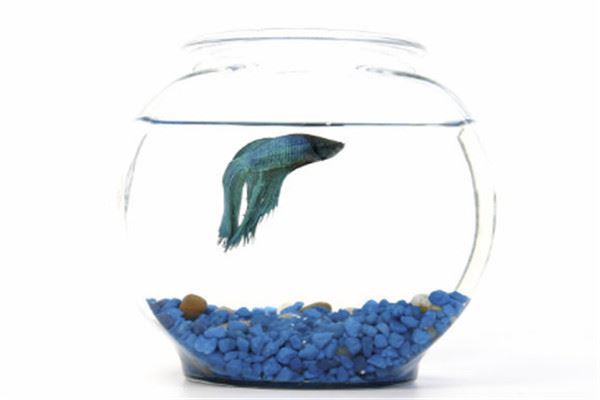鱼缸品牌十大排名:博宇上榜,闽江水族第二