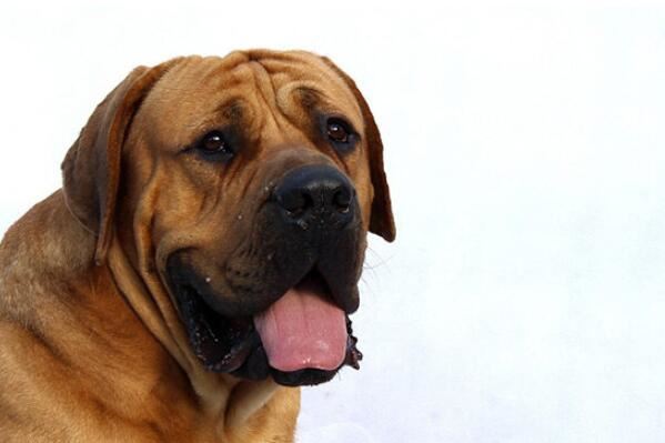 中国十大城市禁养犬，藏獒上榜，第二享有东方斗犬之王美誉