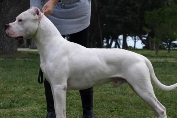 中国十大城市禁养犬，藏獒上榜，第二享有东方斗犬之王美誉