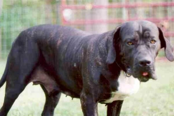 中国十大城市禁养犬，藏獒上榜，第二享有东方斗犬之王美誉