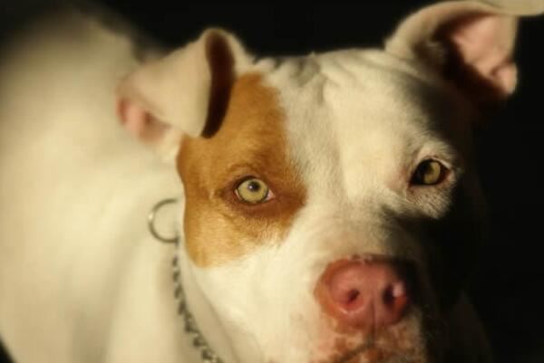 中国十大城市禁养犬，藏獒上榜，第二享有东方斗犬之王美誉