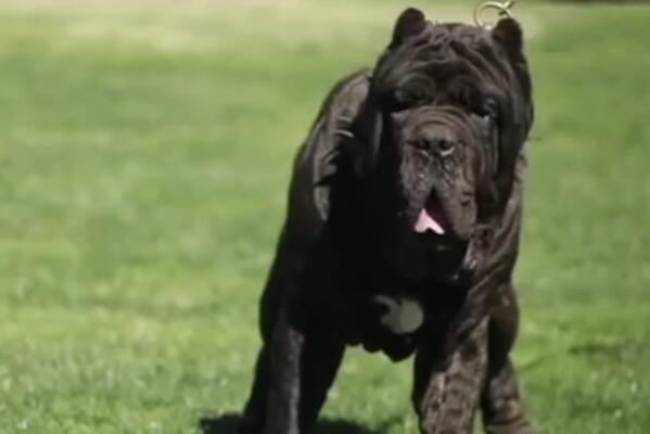 中国十大城市禁养犬，藏獒上榜，第二享有东方斗犬之王美誉