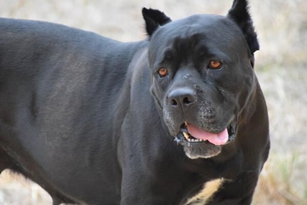 中国十大城市禁养犬，藏獒上榜，第二享有东方斗犬之王美誉