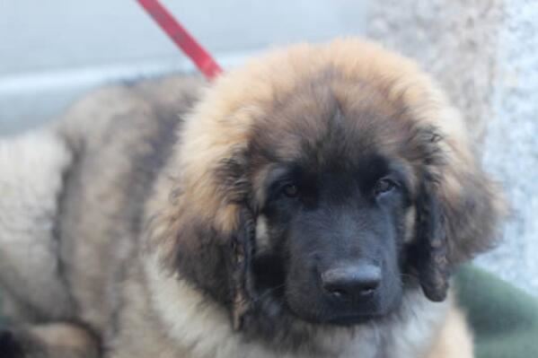 中国十大城市禁养犬，藏獒上榜，第二享有东方斗犬之王美誉