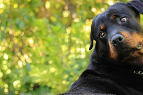 中国十大城市禁养犬，藏獒上榜，第二享有东方斗犬之王美誉