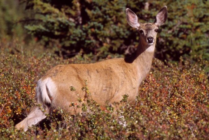 世界最笨的七大动物 国宝上榜，第一竟然是袋鼠