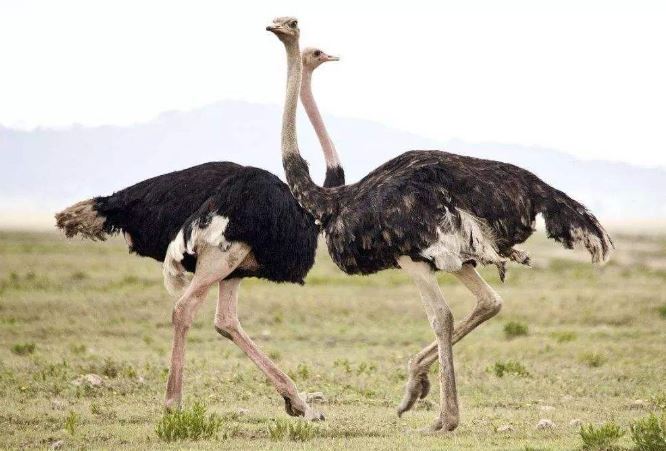 世界最笨的七大动物 国宝上榜，第一竟然是袋鼠