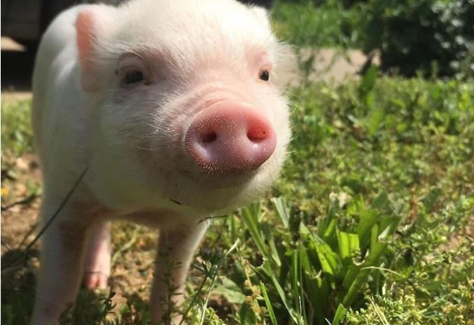 世界最笨的七大动物 国宝上榜，第一竟然是袋鼠