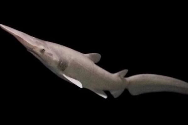 十种长相怪异的鲨鱼排行榜 长尾鲨上榜，第八被称为“海洋中的鳄鱼”