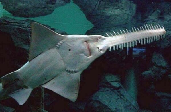十种长相怪异的鲨鱼排行榜 长尾鲨上榜，第八被称为“海洋中的鳄鱼”