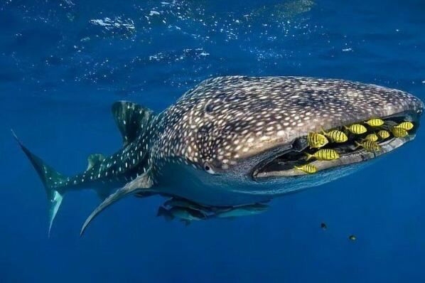 十种长相怪异的鲨鱼排行榜 长尾鲨上榜，第八被称为“海洋中的鳄鱼”