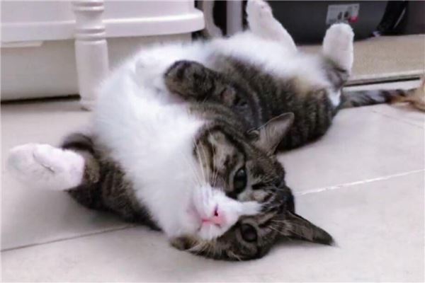 抖音十大宠物猫排行榜 瓜皮猫如其名就像西瓜纹路