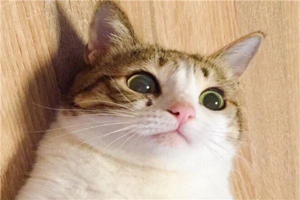 抖音十大宠物猫排行榜 瓜皮猫如其名就像西瓜纹路