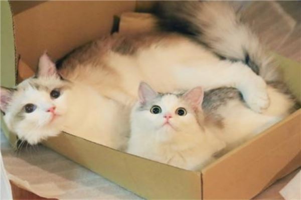 抖音十大宠物猫排行榜 瓜皮猫如其名就像西瓜纹路