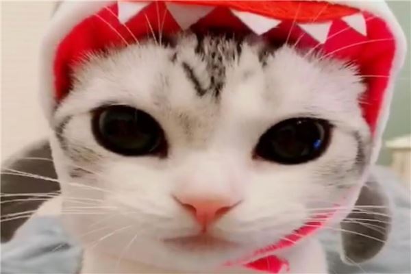 抖音十大宠物猫排行榜 瓜皮猫如其名就像西瓜纹路