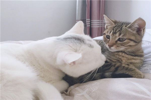 抖音十大宠物猫排行榜 瓜皮猫如其名就像西瓜纹路