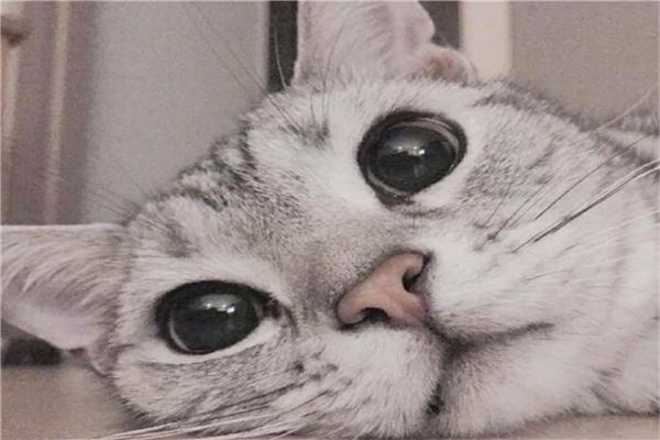 抖音十大宠物猫排行榜 瓜皮猫如其名就像西瓜纹路