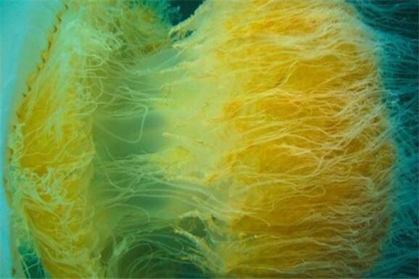 世界十大剧毒水母 澳洲方水母无疑上榜，你认识哪几个