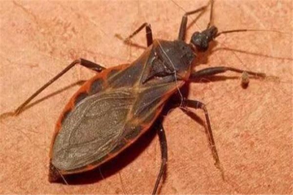 世界十大最强昆虫 蝗虫上榜，第三能自己转化电能