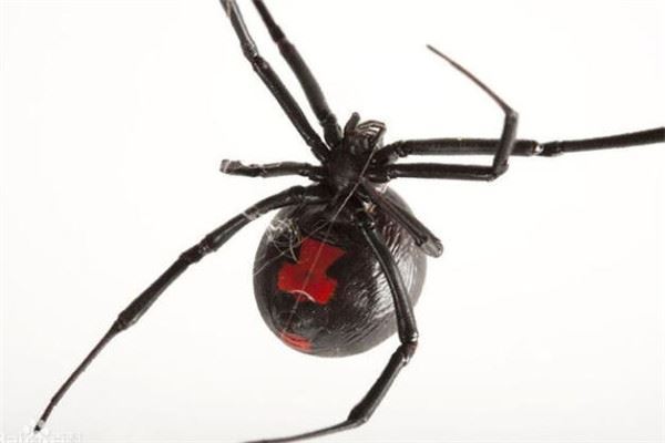 世界十大最强昆虫 蝗虫上榜，第三能自己转化电能