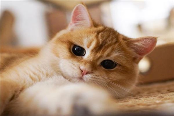 抖音十大宠物猫排行榜 瓜皮猫如其名就像西瓜纹路