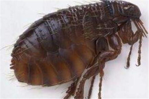 世界十大最强昆虫 蝗虫上榜，第三能自己转化电能