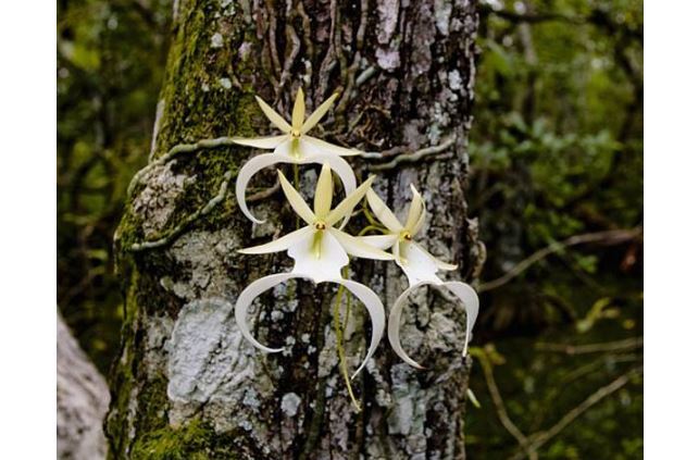 世界十大上濒临灭绝的植物 尸香魔芋上榜，第一名为笔筒树
