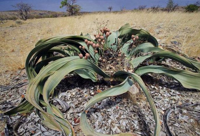 世界十大上濒临灭绝的植物 尸香魔芋上榜，第一名为笔筒树