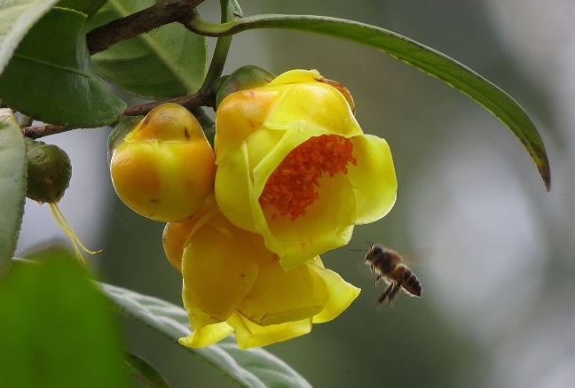 世界十大上濒临灭绝的植物 尸香魔芋上榜，第一名为笔筒树