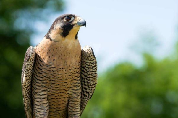 鸟类的飞行速度排名:军舰鸟以时速高达418公里排名第一