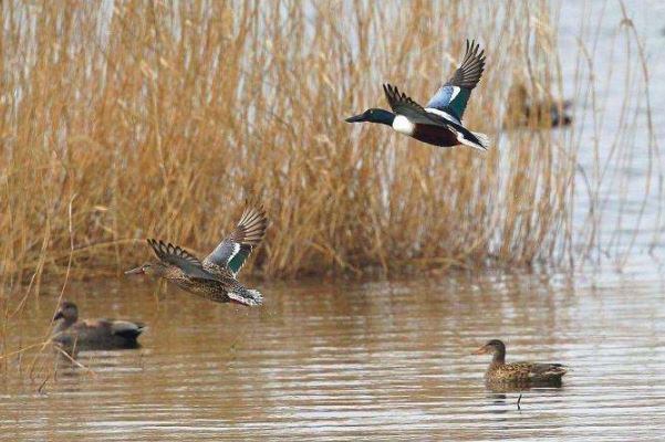 鸟类的飞行速度排名:军舰鸟以时速高达418公里排名第一