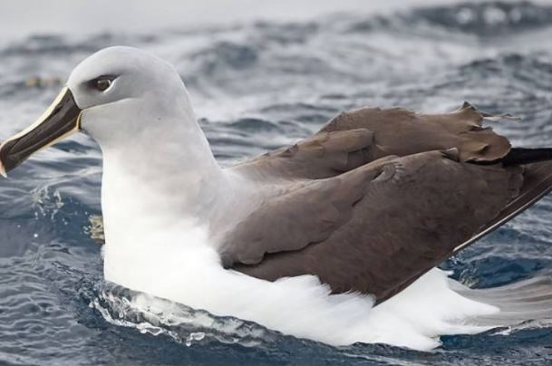 鸟类的飞行速度排名:军舰鸟以时速高达418公里排名第一