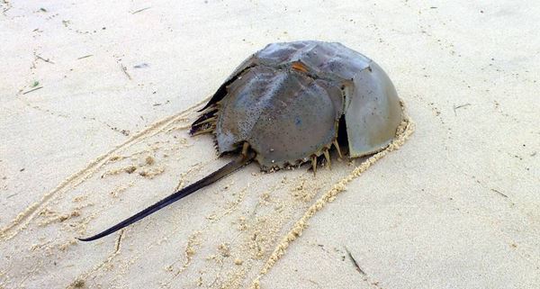 世界十大活化石动物 第一神似植物4.8亿年前已经出现