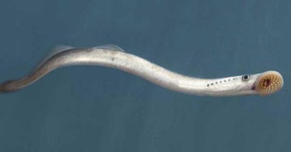 世界十大活化石动物 第一神似植物4.8亿年前已经出现