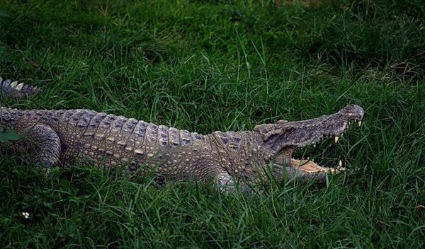 世界十大活化石动物 第一神似植物4.8亿年前已经出现